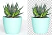cut out images remove background professionally