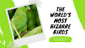 create exclusive social media animated post