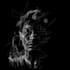 draw scribble art on black background from your photo