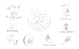 design boho chic hand drawn botanical logo