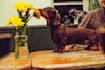 have my dog model your products