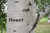 do charcoal painting on tree bark