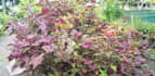 provide garden development and maintenances  services