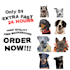 draw your pet into simple vector art