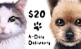 draw a cartoony custom pet portrait