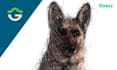 draw your pet portrait in scribble art portrait style