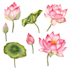draw flowers illustrations in watercolour style
