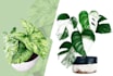 create scribble art for any plants