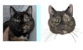 turn your dog, cat or any pes dst pxf embroidery