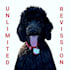 draw your pet like a cartoon, vector pet potrait