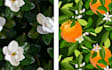design seamless floral pattern