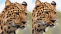 upscale low resolution photos to high resolution with ai