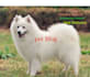 provide guest post on pet and dog high quality da 40