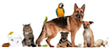use emotion code and body code from animals and pets