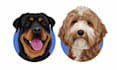 draw custom pet potrait illustration for you