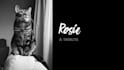 create a professional tribute video for your pet cat or dog