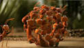 customize logo and slogan in funny ant video