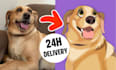 draw your pets in disney style