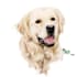 draw your dog or any pet into cartoon