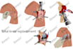 illustrate scientific, medical, educational, biology, anatomy