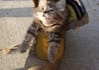draw you a picture of a kitten doing something adorable