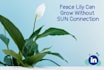be your linkedin profile optimizer and content creator