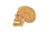 draw detailed medical illustrations