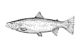 draw animal, fish, bird hand drawn vector illustrations