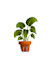 create a character plant illustration