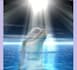 sent diamond dolphin reiki energy