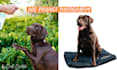 shoot pro amazon dog pet product photography labrador