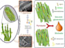 draw best graphical abstracts as per journal standards
