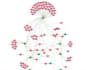 make networks and graphs in gephi