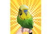 draw a pet vector from your pet photo