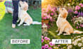 professionally edit your pet photos