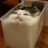 create funny viral cat dog animal pet videos compilation for youtube or facebook