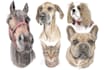 draw your pet into color sketch art portrait