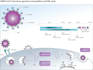create scientific illustrations, diagrams, figures and graphical abstracts