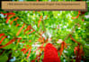 shamanic prayer tree empowerment