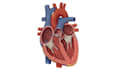create custom medical or scientific illustration