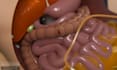 produce a high caliber medical 3d animation