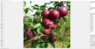 do image annotation with point