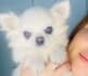 be your pet, dog, chihuahua model