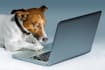 write SEO blogs and articles about all household pets