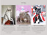 create a design for the pet shopify store and website