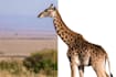 do photo editing,  background removal, retouching