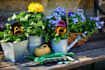write engaging articles or blog posts about gardening