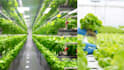 write on hydroponics and rooftop gardening