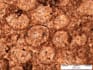 study sedimentology of rock thin sections