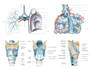 create medical illustrations, infographics, diagrams